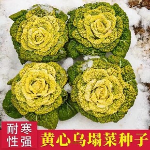 黄心乌菜种种子种籽乌塌菜雪里金花青菜蔬菜孑白菜黑菜乌塔菜菜籽