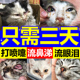 猫鼻支特效药猫咪感冒药打喷嚏流鼻涕感冒专用猫预防腹泻呕吐药