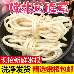 现挖鱼腥草折耳根新鲜蔬菜凉拌鱼香草下饭菜农家野菜节节根嫩