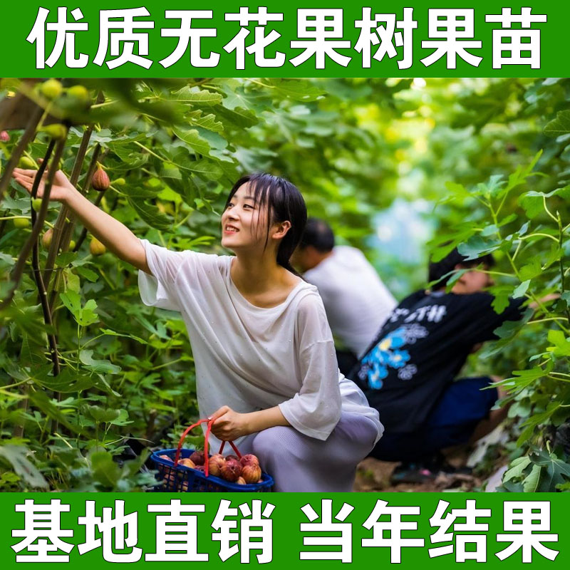 无花果树苗盆栽水果苗四季特大波姬红南北方阳台种植地栽当年结果