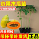 水果木瓜苗树矮化红心香甜四季南方北方种植盆栽阳台当年结果带土