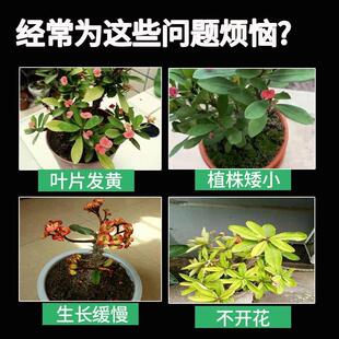 虎刺梅专用营养液室内客厅阳台盆栽植物铁海棠免稀释保促花肥料