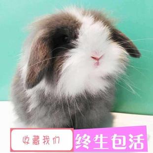 长毛兔子活物动物小型便宜小兔子长不大小白兔宠物活物小型好养7