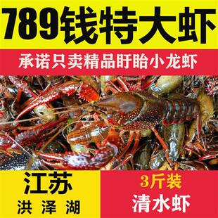 江苏清水鲜活小龙虾789钱3斤装 盱眙小龙虾活体青壳红头特大龙虾