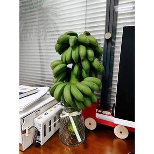 【禁止蕉绿】整串带杆芭蕉花办公室水培小米香蕉新鲜连果水养绿植