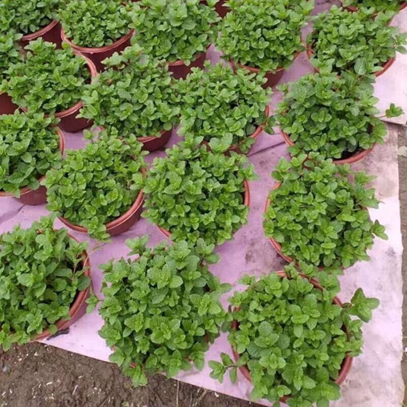 薄荷盆栽可食迷迭香防蚊虫薄荷叶阳台金钱木老桩盆栽庭院易活绿植