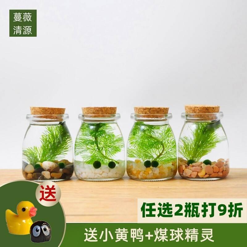 桌面生态瓶微景观自循环鱼缸幸福海藻球创意迷你植物玻璃瓶水培球