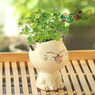 可爱猫咪幼儿园儿童小盆栽 桌上绿植草头娃娃迷你绿植生日圣诞礼