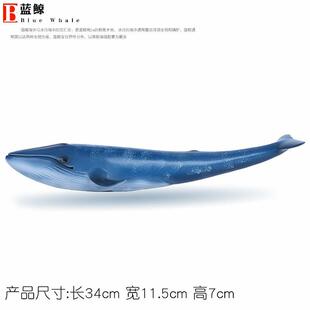 仿真海洋生物模型软胶蓝鲸玩具鲸鱼儿童科教认知礼物摆件海底世界