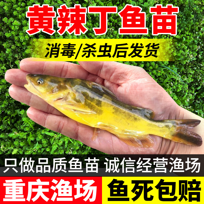 黄辣丁鱼苗黄骨鱼苗淡水养殖食用活体