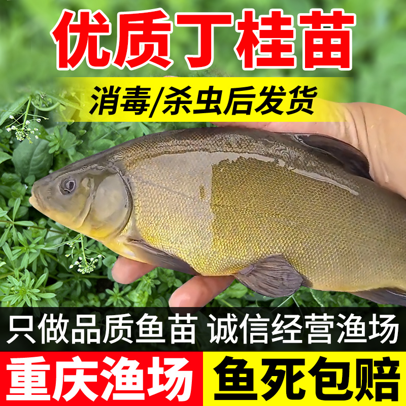 丁桂鱼苗淡水养殖食用观赏鱼冷水鱼好