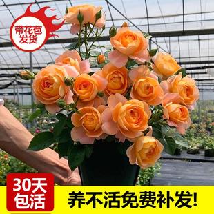 果汁阳台月季花树苗月月红小苗四季开特大花浓香花卉盆栽带花苞朵