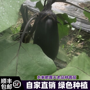 农家自种蔬菜 茄子 圆茄子新鲜 老品种茄子 当季时令蔬菜顺丰包邮