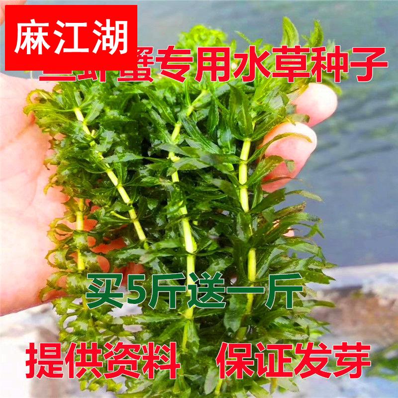 伊乐藻吃不败种籽苗鱼虾蟹养殖专用植物净化水质鱼缸水生植物水草