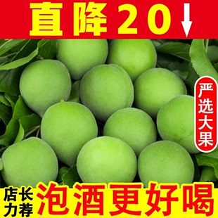 【顺丰/京东快递】2024新鲜青梅果鲜果泡酒泡酵素腌制酸梅子水果