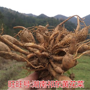 急速发货湖南祁东黄花菜种苗金针菜忘忧草大苗根现挖庭院花卉坡道