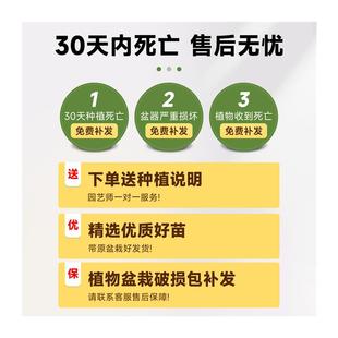 栀子花盆栽栀子花水培植物四季开花树苗带花苞室内好养活花卉绿植