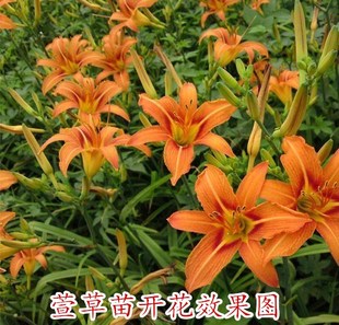 急速发货大花萱草苗黄花菜种苗黄花菜种植苗根金针菜苗根金娃娃萱