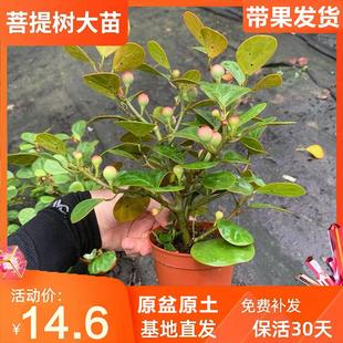 小盼菩提盆栽带果室内好养活绿植老桩菩提树大苗办公室智慧树植物