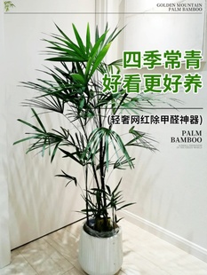 金山棕竹绿植盆栽室内客厅办公室大型落地竹子植物除甲醛四季好养