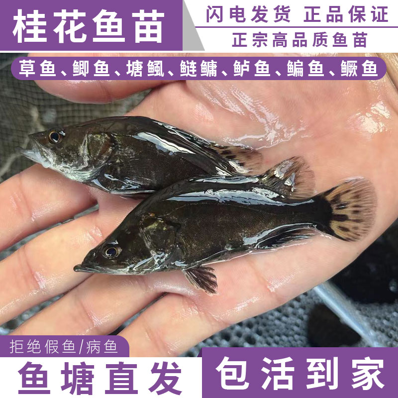 鳜鱼苗桂花鱼苗淡水养殖食用大眼鳜翘