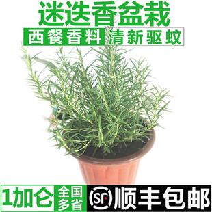 非常容易薄荷叶i驱蚊可食用苗植物新鲜带盆栽好虫草室内柠檬叶绿