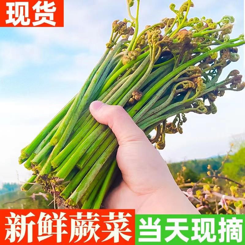 贵州特产当季蕨菜新鲜野生嫩甜撅菜龙爪菜农家蔬菜厥菜蕨苔凉拌菜