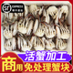 梭子蟹块新鲜现切冷冻商用火锅食材冻蟹肉海螃蟹醉蟹飞蟹水产海鲜