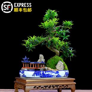 罗汉松盆景山水假山植物室内客厅办公室桌面绿植小盆栽迎客松真树