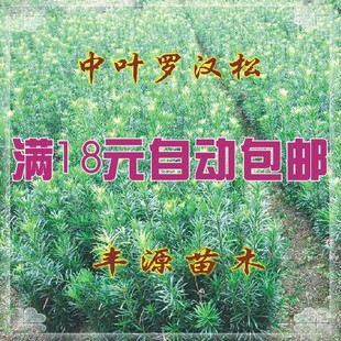 罗汉松树苗罗汉松小苗珍珠盆栽金钻雀舌米叶六月雪盆景罗汉松包邮