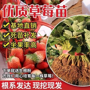 草莓苗盆栽带盆四季易活奶油草莓室内阳台庭院南北方种植果树