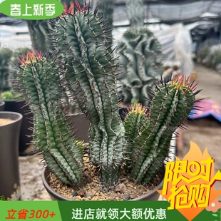 斑马魁伟玉实生根大戟科群生5头块根植物一物一拍易养护多肉4/5