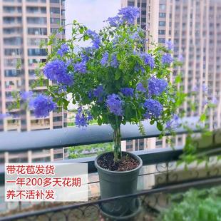 蓝雪花苗盆栽果汁阳台月季大苗棒棒糖四季开花特大小叶木槿带花苞