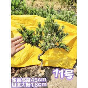 罗汉松一物一拍，选图发货，树桩造型树苗金钻米叶雀舌红芽绿植