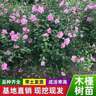 重瓣木槿花苗盆栽木槿树苗室内室外庭院耐寒耐阴植物工程绿化苗木