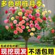 树桩月季花苗庭院花卉盆栽四季盆栽植物多色嫁接树状特大园林绿化