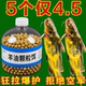 高浓度黄辣丁小药诱鱼剂野钓昂刺鱼饵料黄鱼黄骨鱼黄颡鱼钓鱼饵料