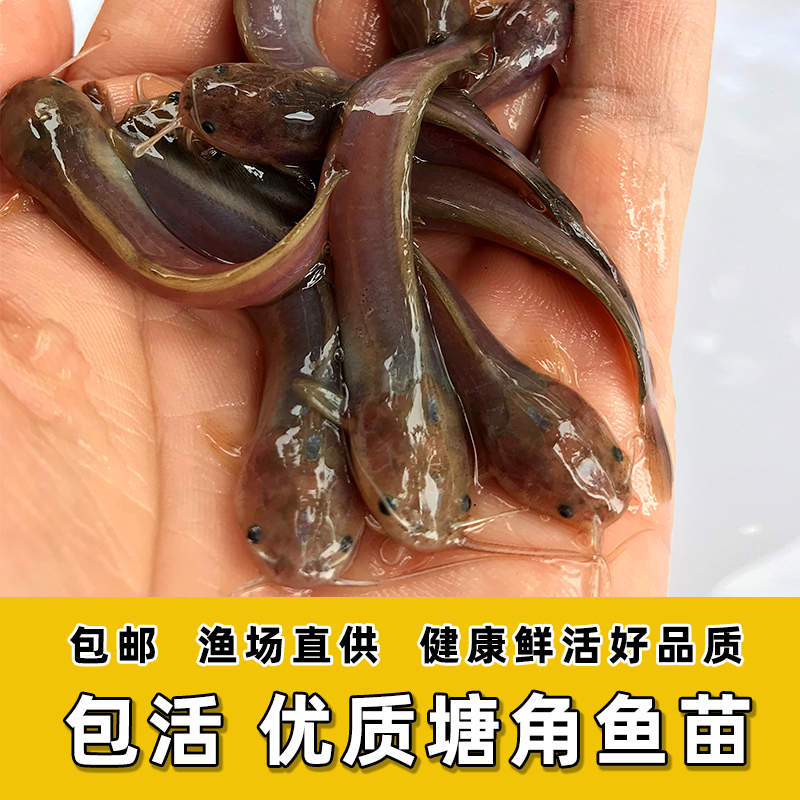 塘鲺养殖一斤成本多少价格-塘鲺鱼多少钱 qq七彩网