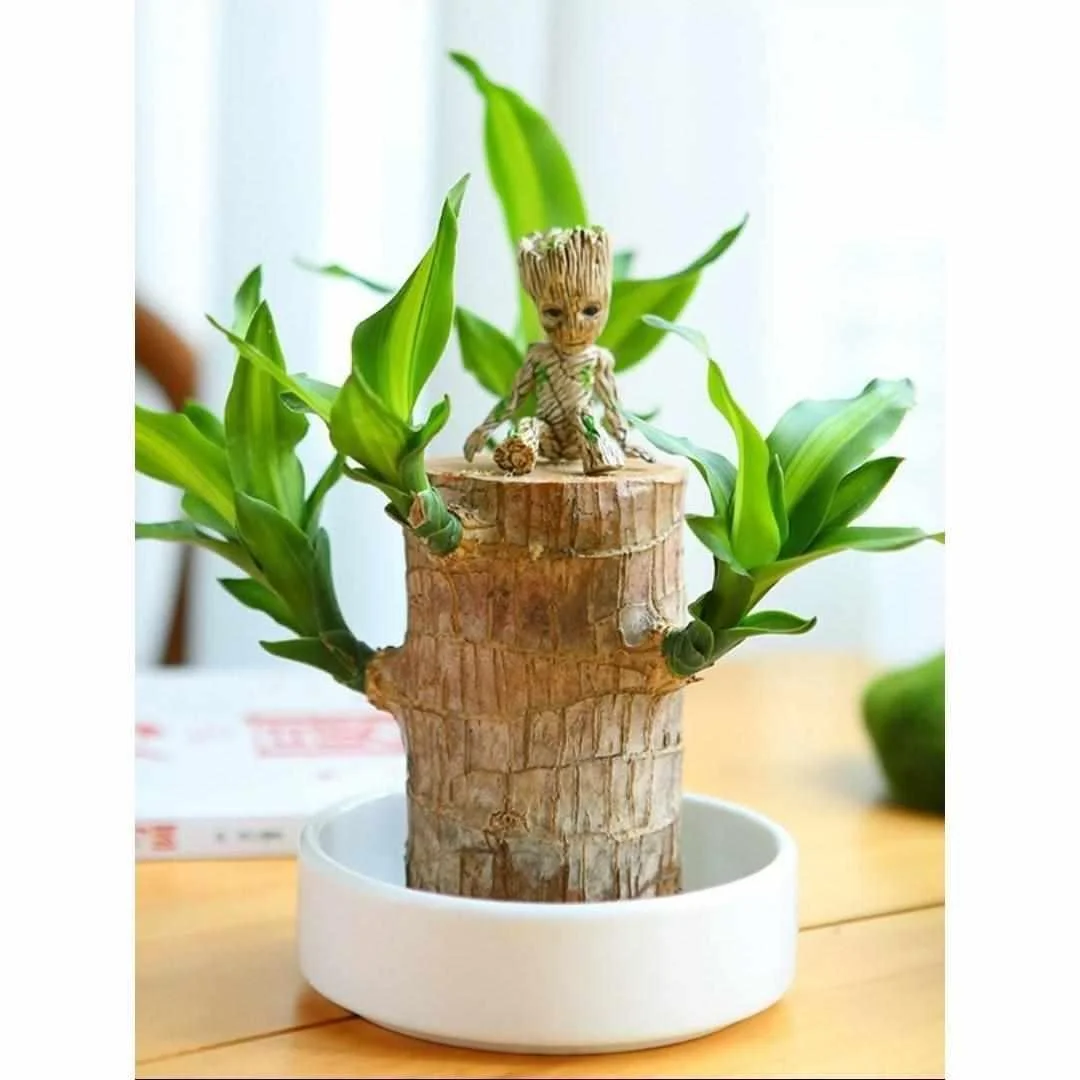 巴西木水养幸运木格鲁特树人带芽小盆栽绿植室内水培好养开新品