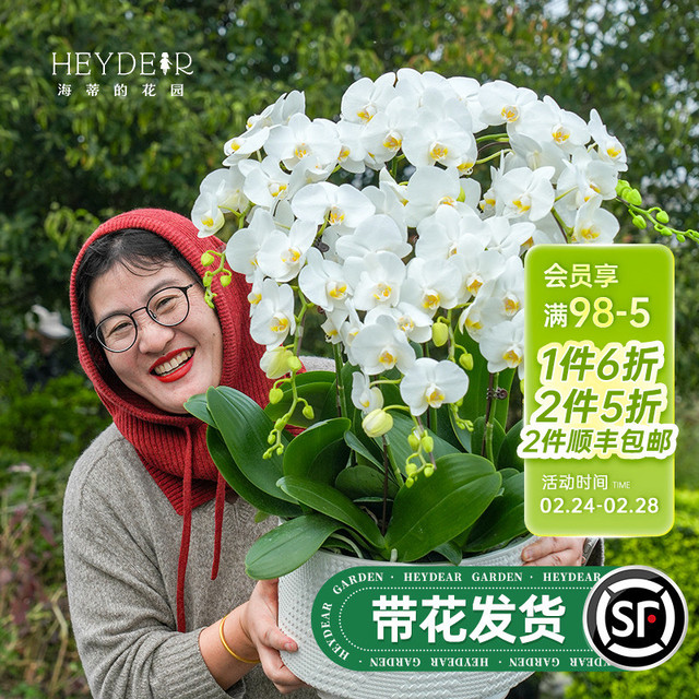 海蒂的花园大花蝴蝶兰盆栽带花年宵花阿玛室内花好养活兰花苗宝贝
