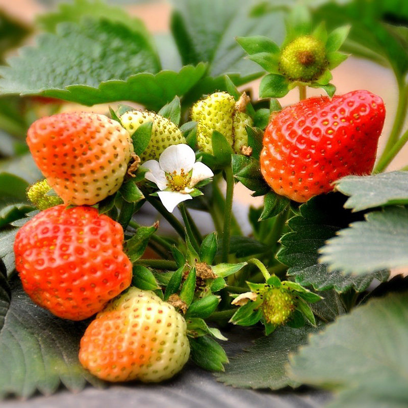 奶油草莓盆栽带花带果带盆四季花苗