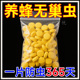 蜜蜂巢虫巢虫净药巢虫木片中蜂专用工具白头棉虫条蜂箱正品抓蜂笼