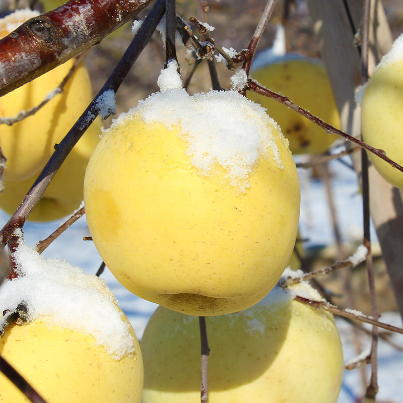 富士苹果冰糖心-特价促销-优惠券领取-价格|多少钱|什么牌子好-35优惠