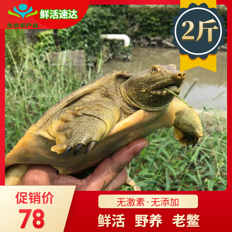 2-2.5斤鲜活甲鱼野外放养鳖活体生态外塘大王八水鱼团鱼农家包邮在类目 水产肉类/新鲜蔬果/熟食, 海鲜/水产品/制品, 甲鱼中 - 来自Buy2taobao.com提供专业的淘宝代购服务
