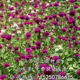 千日红种子四季种千日紫种子圆仔花百日红火球花园林景观种子包邮