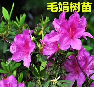 毛娟 杜鹃大苗四季常青庭院绿化苗木 花园植物庭院绿植花卉毛杜娟