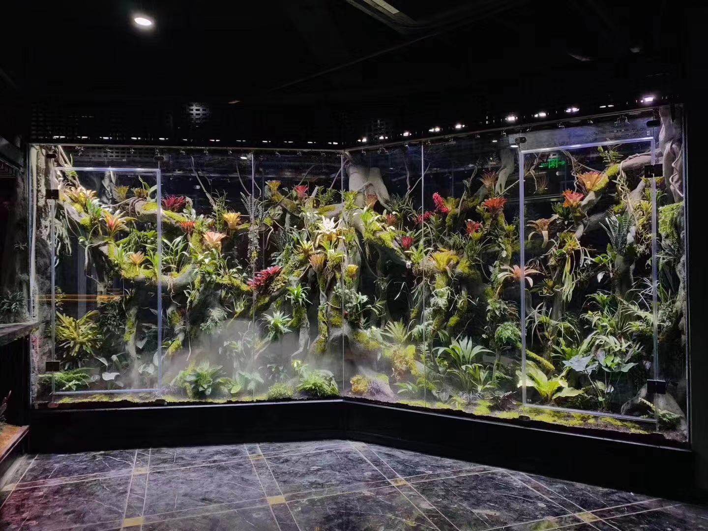 积水凤梨 姬凤梨基地种植直发 热带雨林水陆生态缸办公观造景植物