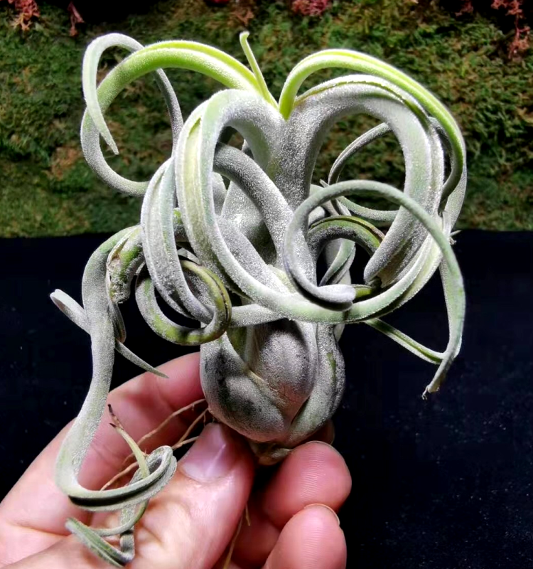 积水凤梨_空气凤梨卷叶美杜莎懒人植物净化空气无土绿植室内盆栽花卉