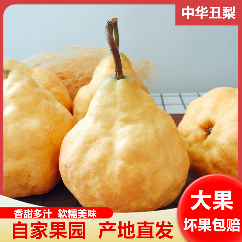 现货5斤烟台威海中华丑梨新鲜梨子水果非香太婆梨莱阳梨加州啤梨