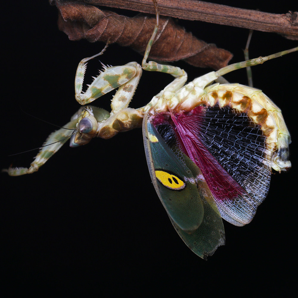 森林野人新品云眼斑螳眼斑螳螂螳螂卵螳螂螵蛸活体另类宠物